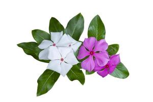 Catharanthus roseus or Madagascar periwinkle flower isolated on white background included clipping path. photo