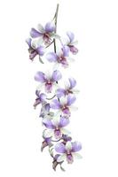 Purple and white orchid flower bouquet bloom isolated on white background included clipping path. photo