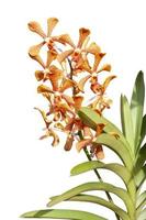 Orange Mokara orchid flower bloom on tree with sunlight in the garden isolated on white background included clipping path. photo