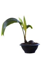 Sprout of coconut is growing in black plastic pot commonly used to decorate gardens isolated on white background included clipping path. photo