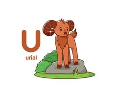 The ram stands on a rock. Cute animal urial. Vector illustration alphabet