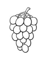 Outline doodle of a bunch of grapes with oval berries vector