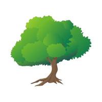 Different Green Tree. Vector illustration of Various Type Wood. Vector illustration.