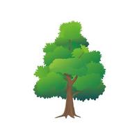 Tree icons set. Cartoon  vector icons for web isolated on white background. Set vector illustration.