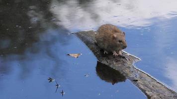 rata limpieza sí mismo en flotante pedazo de madera, cerca arriba video