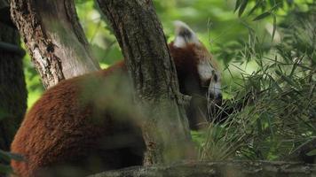 bedreigd en schattig rood panda zittend in een boom aan het eten bladeren video