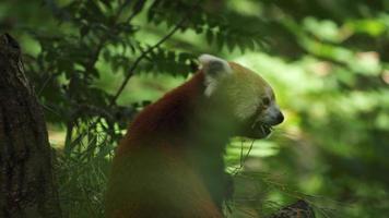 rojo panda sentado en un árbol comiendo hojas visto desde detrás, lento movimiento video