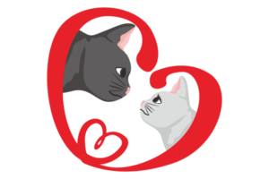 negro gato y blanco gato amor Pareja png