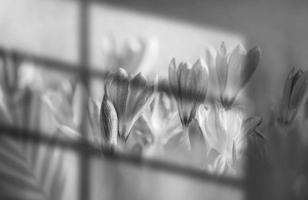 Abstract white flowers background. Window shades, flowers and palm leaves. Copy space. summer party. blurred background. photo