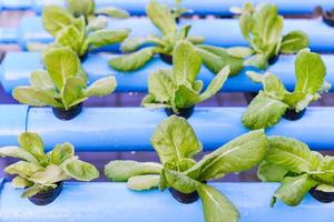 Hydroponics vegetable growing in the nursery photo