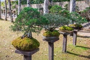 un pequeño bonsai árbol foto