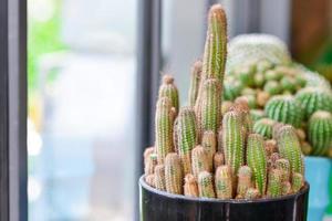 cactus in pot photo