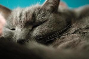 un de cerca de un dormido Doméstico gato, demostración sus pequeño nariz y bigotes. relajación para esta mascota felino. foto