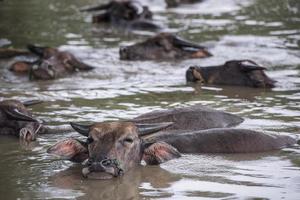 un grupo de búfalo son jugando agua, Tailandia foto