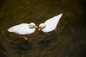 dos blanco patos en el estanque foto