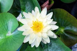 Yellow Lotus flower and Lotus flower plants photo