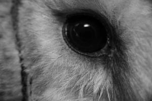 monochrome close-up eyes of bird photo