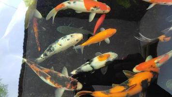 exploring the beauty and uniqueness of one of the world's most popular ornamental fish. video