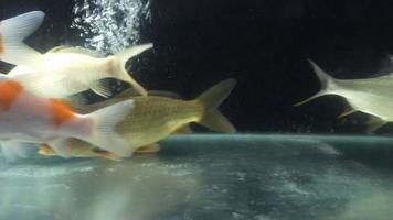 explorant le beauté et unicité de un de le du monde plus populaire ornemental poisson. video