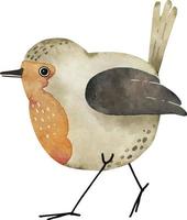 piñonero pájaro en dibujos animados estilo acuarela ilustración, vector. vector