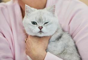 escocés Derecho gato blanco gris color. escocés Derecho lata ser un genial amigo a niños foto