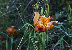 amarillo salvaje iris argamán o iris atropurpurea o costero iris floreciente en primavera campo en primavera a puesta de sol foto