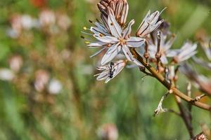 Branched Asphodel A species of asphodel also known as King's Wand, King's Staff and Small Asphodel, its botanical name is Asphodelus Ramosus photo