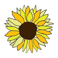 Sunflower head flower hand drawn vector