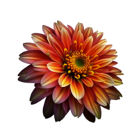 Cute Flower with transparent background png