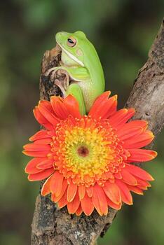 macro etapa de rana y naranja flor foto