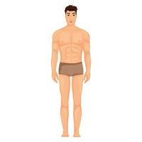 hombre cuerpo en pantalones ilustración vector