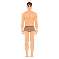 Man body in pants illustration vector