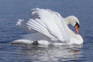white swan swimming in a river photo