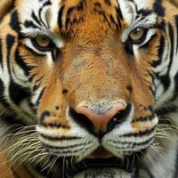 The tiger is a majestic and powerful big cat, known for its distinctive orange coat with black stripes. It is an apex predator and symbol of strength and courage in many cultures. photo