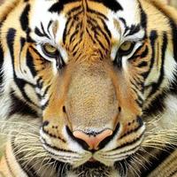 The tiger is a majestic and powerful big cat, known for its distinctive orange coat with black stripes. It is an apex predator and symbol of strength and courage in many cultures. photo