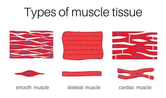 Types of muscle tissue. vector