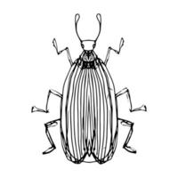 Insect illustration, drawing, engraving, ink, line art, vector