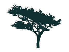 cypress tree silhoette vintage vector outdoor