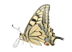 close up of Papilio Machaon butterfly over white photo