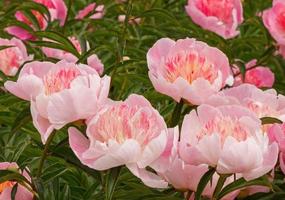 rosado peonía flores en jardín foto