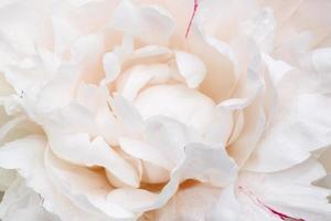 close up of white peony flower photo