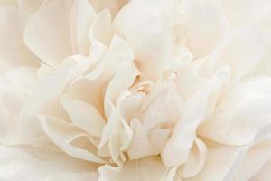 close up of white peony flower photo