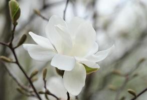 close up of beautiful magnolia tree blossom photo