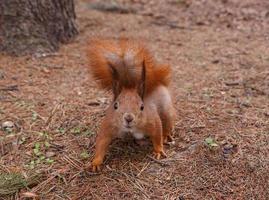 cerca arriba de ardilla a pino árbol foto