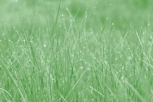 close up of grass with dew drops photo