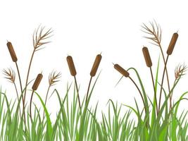 Nature background with reeds and grass. River landscape with plants on white background. Flat vector illustration.