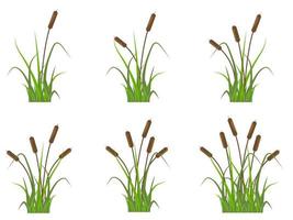 Reeds icons set, plants on the river in the green grass. Simple flat vector illustration isolated on white background