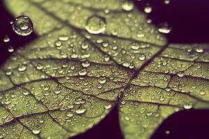 illustration of a wet leaf with raindrops photo