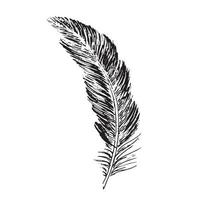 Feathers on white background. Hand drawn sketch style. vector