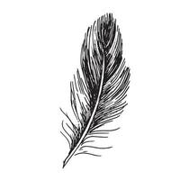 Feathers on white background. Hand drawn sketch style. vector